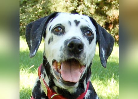 Josy Da - freundliche, gut erzogene Hündin - Tierhilfe Franken e.V.