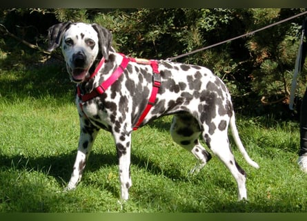 Josy Da - freundliche, gut erzogene Hündin - Tierhilfe Franken e.V.