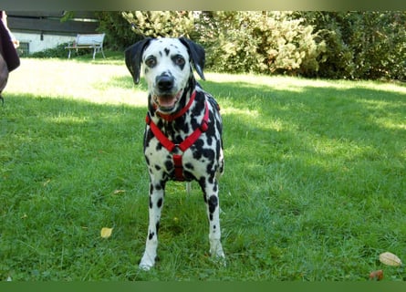 Josy Da - freundliche, gut erzogene Hündin - Tierhilfe Franken e.V.