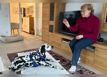 Josy Da - freundliche, gut erzogene Hündin - Tierhilfe Franken e.V.