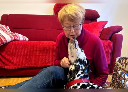 Josy Da - freundliche, gut erzogene Hündin - Tierhilfe Franken e.V.