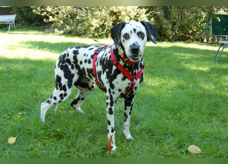 Josy Da - freundliche, gut erzogene Hündin - Tierhilfe Franken e.V.