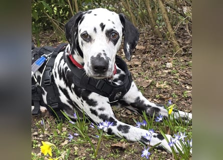 Josy Da - freundliche, gut erzogene Hündin - Tierhilfe Franken e.V.