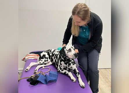 Josy Da - freundliche, gut erzogene Hündin - Tierhilfe Franken e.V.