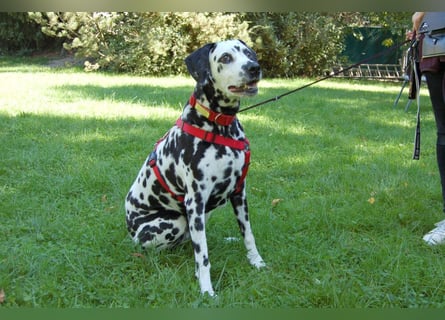 Josy Da - freundliche, gut erzogene Hündin - Tierhilfe Franken e.V.