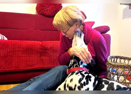 Josy Da - freundliche, gut erzogene Hündin - Tierhilfe Franken e.V.