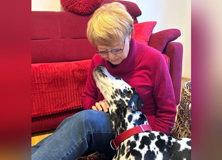 Josy Da - freundliche, gut erzogene Hündin - Tierhilfe Franken e.V.