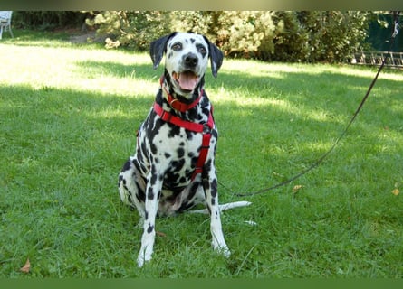 Josy Da - freundliche, gut erzogene Hündin - Tierhilfe Franken e.V.