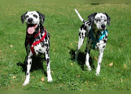 Josy Da - freundliche, gut erzogene Hündin - Tierhilfe Franken e.V.