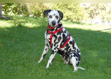 Josy Da - freundliche, gut erzogene Hündin - Tierhilfe Franken e.V.