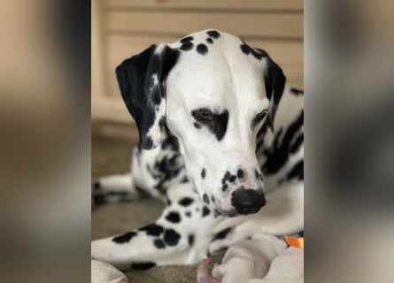 Exklusive Dalmatiner-Welpen