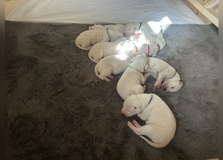 Exklusive Dalmatiner-Welpen