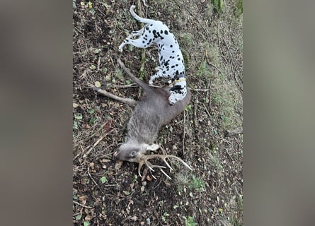 Exklusive Dalmatiner-Welpen