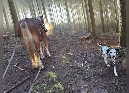 Exklusive Dalmatiner-Welpen