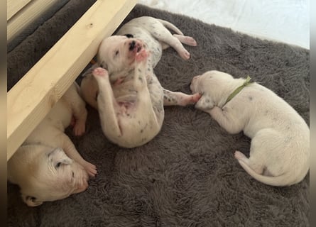 Exklusive Dalmatiner-Welpen