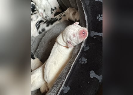 Exklusive Dalmatiner-Welpen