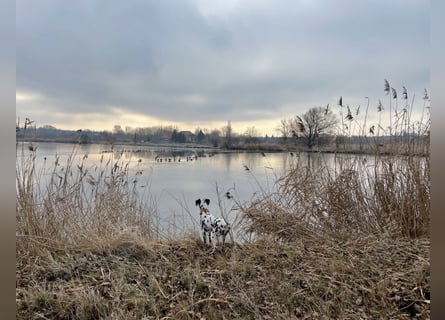 Exklusive Dalmatiner-Welpen