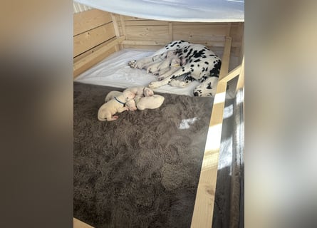 Exklusive Dalmatiner-Welpen