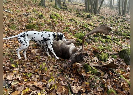 Exklusive Dalmatiner-Welpen