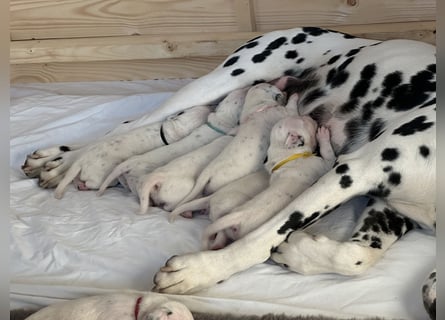 Exklusive Dalmatiner-Welpen