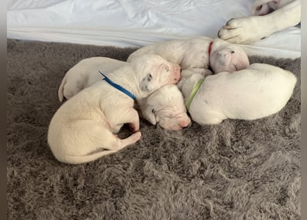 Exklusive Dalmatiner-Welpen