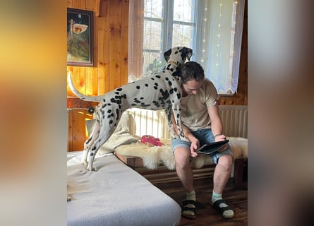 Exklusive Dalmatiner-Welpen