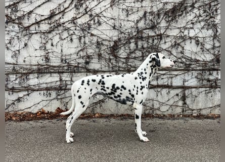 Exklusive Dalmatiner-Welpen