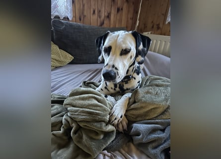 Exklusive Dalmatiner-Welpen