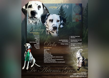 Exklusive Dalmatiner-Welpen