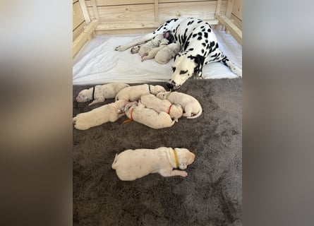 Exklusive Dalmatiner-Welpen