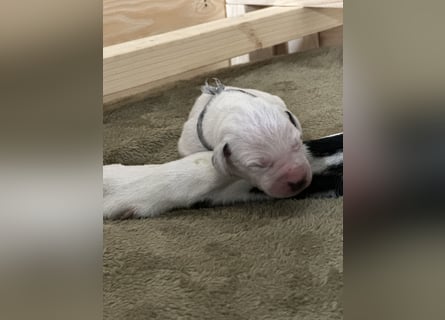 Exklusive Dalmatiner-Welpen