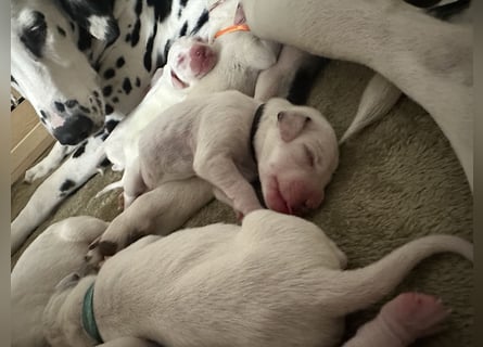 Exklusive Dalmatiner-Welpen