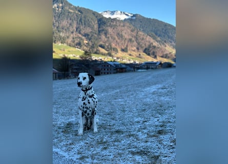 Exklusive Dalmatiner-Welpen