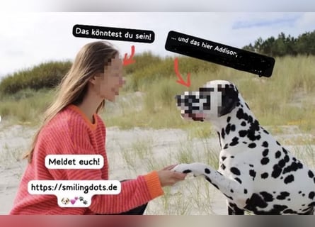 Dalmatiner Welpen VDH Zucht, A-Wurf Rüde s/w