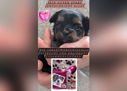 Das Buch zum Welpen: Wege zum Familienhund