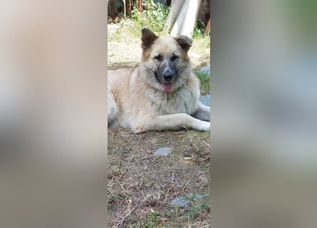 Fee: anhängliche Schönheit