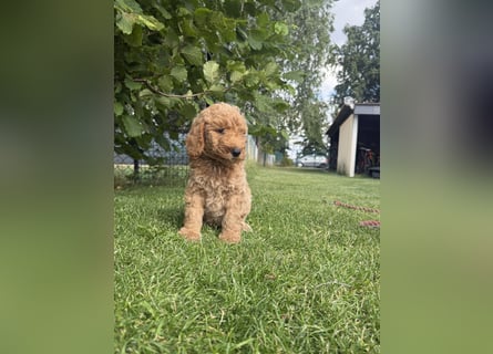 Aussiedoodle / Aussiepoo  F1b