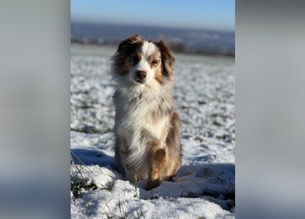 Liebenswerter Familienhund Maex sucht neues Zuhause