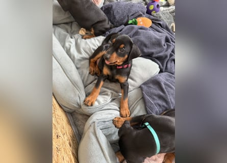 Deutsche Pinscher Welpen