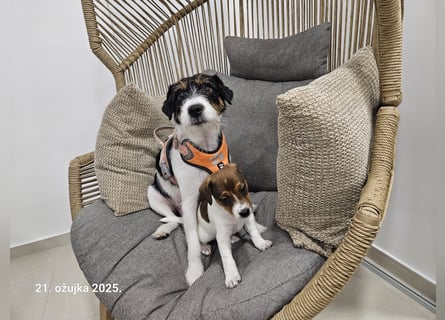 Parson Russell Terrier Welpen