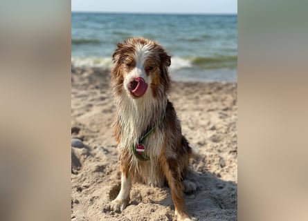 Liebenswerter Familienhund Maex sucht neues Zuhause