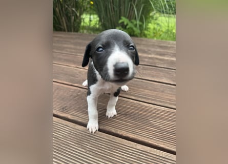 Whippet-Welpen – B-Wurf (VDH/WCD) – Liebevoll & Familiär aufgezogen