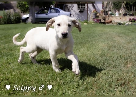 Scippy sucht  noch ein Zuhause