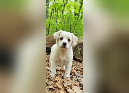 Labrador-Mischlingswelpe sucht liebevolles Zuhause