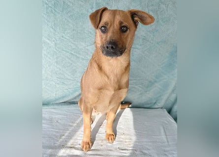 (R) ❤️ liebenswerte MONA - 2 Jahre, 40cm/12kg - Mischling Typ Pinscher