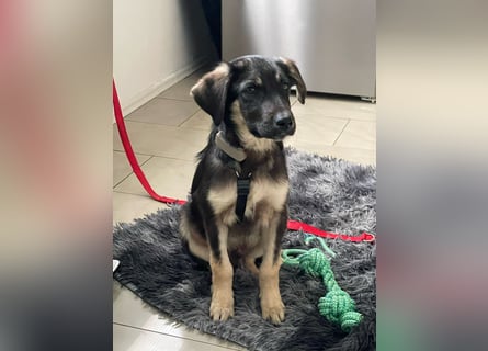 In der Nähe von Köln Traumhund Ben sucht ein Zuhause