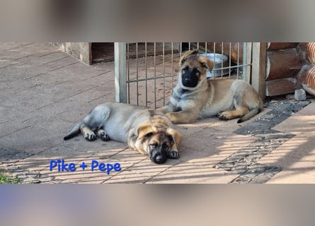 Reinrassige Schäferhund Welpen mit SV Papieren