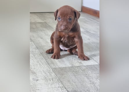Rhodesian Ridgeback Welpen mit Papieren -Livernose-