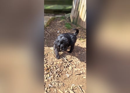 11 putzmuntere Aussiedoodles