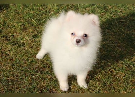Zwergspitz Pomeranian "Vanilla" Hündin 4 Monate kann ins neue Heim ziehen